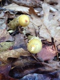 Calostoma lutescens image