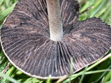 Panaeolus cinctulus image