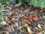 Psilocybe azurescens image