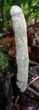 Xylaria grammica image