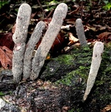 Xylaria grammica image