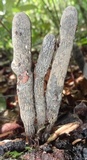 Xylaria grammica image