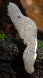 Xylaria grammica image