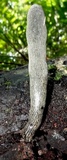 Xylaria grammica image