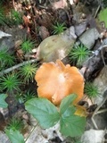 Entoloma quadratum image