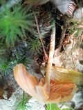 Entoloma quadratum image
