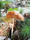 Entoloma quadratum image