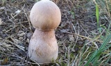 Leucoagaricus americanus image