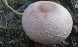 Leucoagaricus americanus image