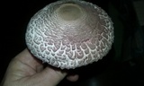 Leucoagaricus americanus image