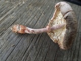 Leucoagaricus americanus image