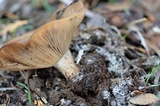 Clitocybe brunneocephala image