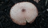 Leucoagaricus americanus image