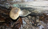 Tapinella atrotomentosa image