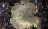 Tapinella atrotomentosa image
