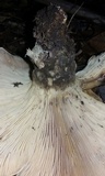 Tapinella atrotomentosa image