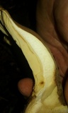 Tapinella atrotomentosa image