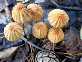 Marasmius siccus image