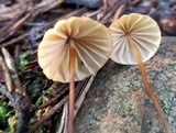 Marasmius siccus image