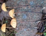 Marasmius siccus image