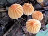 Marasmius siccus image
