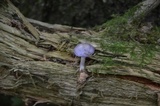 Cortinarius iodes image