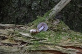 Cortinarius iodes image