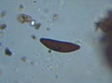 Xylaria polymorpha image