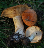 Lactarius zonarioides image