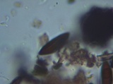 Xylaria polymorpha image