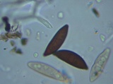 Xylaria polymorpha image