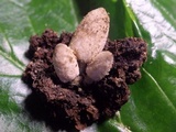Coprinopsis tuberosa image