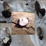Coprinopsis tuberosa image