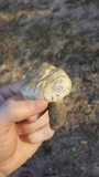 Hebeloma sinapizans image