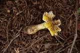 Amanita flavorubescens image