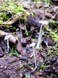 Coprinopsis foetidella image