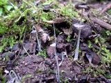 Coprinopsis foetidella image