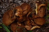 Pholiota squarrosa image