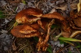 Pholiota squarrosa image