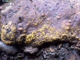Cheilymenia granulata image