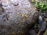Cheilymenia granulata image