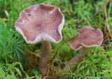 Lactarius vietus image