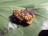 Cheilymenia granulata image