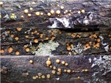 Dacrymyces stillatus image