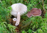 Lactarius vietus image