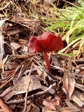 Tubaria vinicolor image