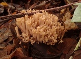 Ramaria acrisiccescens image