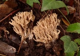 Ramaria acrisiccescens image