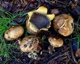 Scleroderma areolatum image