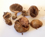 Scleroderma areolatum image